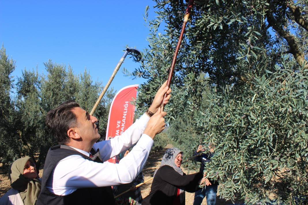 50 yıldır Bilecik'te hasadı yapılıyor. Babadan atadan kalma ağaçlardan toplanıyor 3